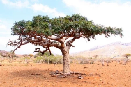 БОСВЕЛИЯ | ЗА СТАВИ И ОНКОЛОГИИ | ЗА ЩИТОВИДНА ЖЛЕЗА