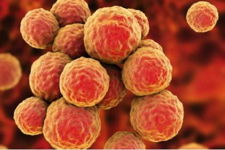 СТАФИЛОКОКИ - КАК СЕ ЛЕКУВАТ | АНТИБИОТИК ЗА СТАФИЛОКОКИ