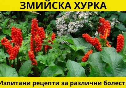 ЗМИЙСКА ХУРКА ЗА ХЕМОРОИДИ И РАК | ИЗПИТАНИ БИЛКОВИ РЕЦЕПТИ