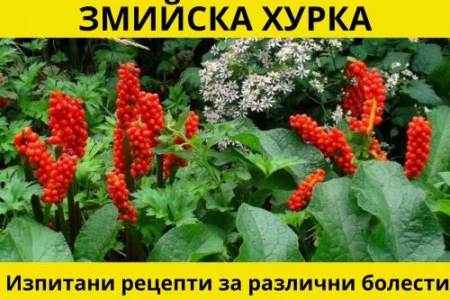 ЗМИЙСКА ХУРКА ЗА ХЕМОРОИДИ И РАК | ИЗПИТАНИ БИЛКОВИ РЕЦЕПТИ