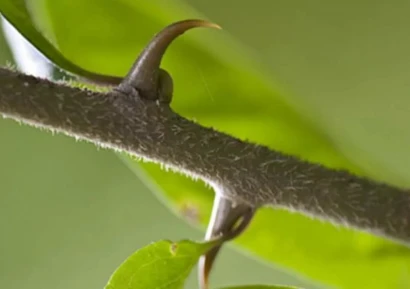 КОТЕШКИ НОКЪТ-КАКВО ЛЕКУВА | ПРОТИВОПОКАЗАНИЯ КОТЕШКИ НОКЪТ