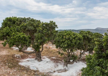 МАСТИХА ОТ ХИОС ПРИ ГАСТРИТ, РЕФЛУКС И ХЕЛИКОБАКТЕР ПИЛОРИ