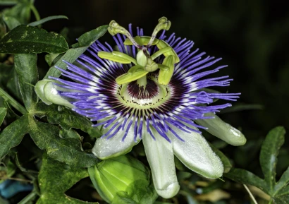 ПАСИФЛОРА ЗА КАКВО ПОМАГА И КАК СЕ ПРИЕМА | ПРОТИВОПОКАЗАНИЯ