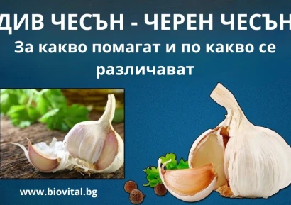 ДИВ ЧЕСЪН | ЧЕРЕН ЧЕСЪН | ЧЕСЪН ПОЛЗИ - РЕЦЕПТИ