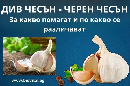 ДИВ ЧЕСЪН | ЧЕРЕН ЧЕСЪН | ЧЕСЪН ПОЛЗИ - РЕЦЕПТИ