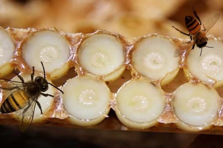 ЖЕНШЕН С ПЧЕЛНО МЛЕЧИЦЕ | ПРИ КОИ ЗАБОЛЯВАНИЯ ПОМАГА