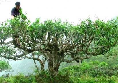 КАКВО ЛЕКУВА МАСЛО ОТ ЧАЕНО ДЪРВО | РЕЦЕПТИ И ПРИЛОЖЕНИЕ