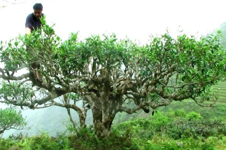 КАКВО ЛЕКУВА МАСЛО ОТ ЧАЕНО ДЪРВО | РЕЦЕПТИ И ПРИЛОЖЕНИЕ