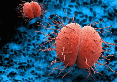 ТРИПЕР СИМПТОМИ | ВИДОВЕ ТРИПЕР И КАК СЕ ЛЕКУВА