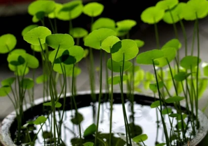 GOTU COLA - АЗИАТСКА ЦЕНТЕЛА - КАК ПОМАГА НА МОЗЪКА