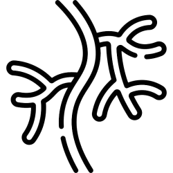 Кръвоносна система