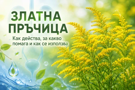 ЗЛАТНА ПРЪЧИЦА: БИЛКА ЗА ПИКОЧНИ ПЪТИЩА, БЪБРЕЦИ И ОТОЦИ
